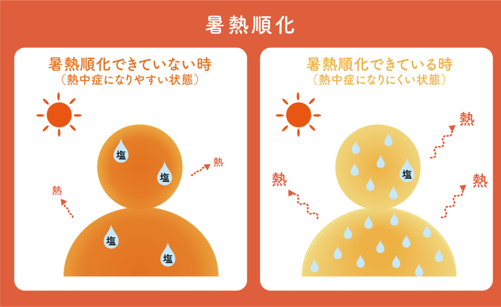 暑熱順化とは